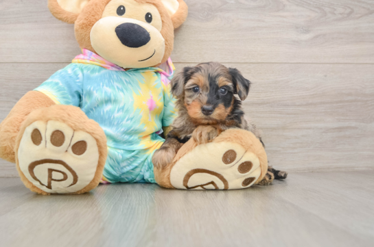 Best Yorkie Poo Baby