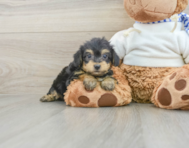 8 week old Yorkie Poo Puppy For Sale - Florida Fur Babies