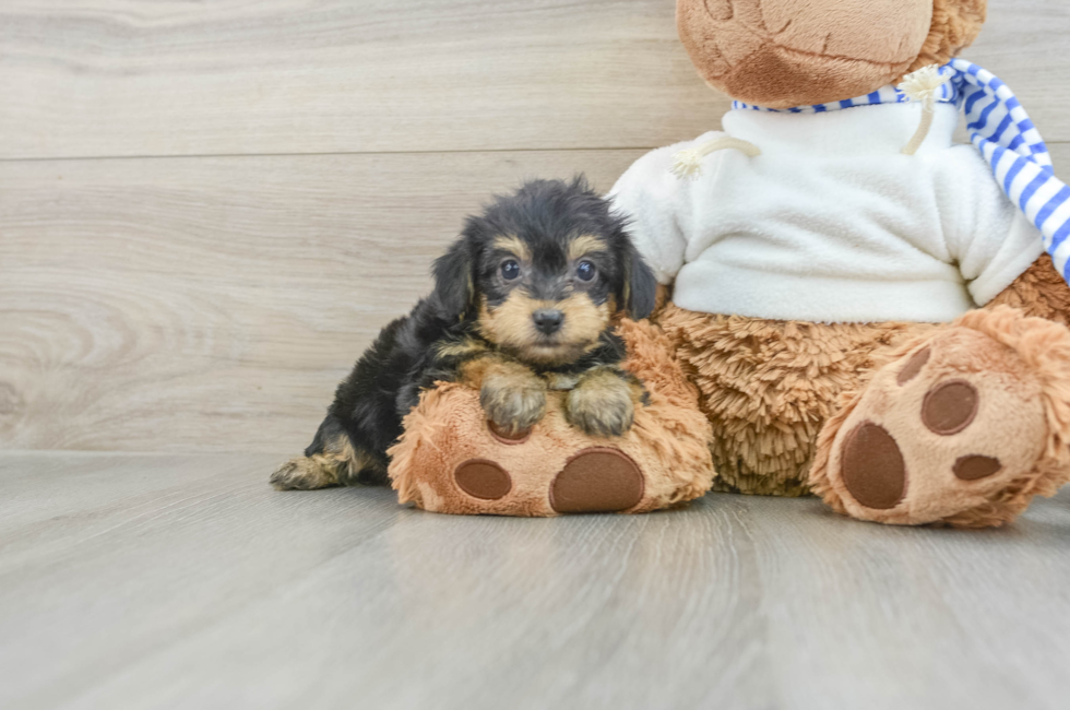 7 week old Yorkie Poo Puppy For Sale - Florida Fur Babies