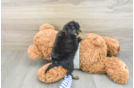 Yorkie Poo Puppy for Adoption