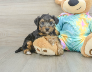 8 week old Yorkie Poo Puppy For Sale - Florida Fur Babies