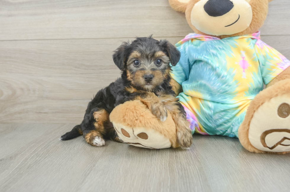 5 week old Yorkie Poo Puppy For Sale - Florida Fur Babies