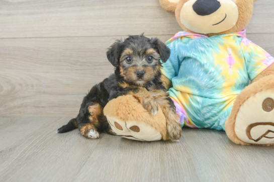 Hypoallergenic Yorkie Doodle Poodle Mix Puppy