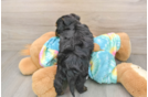 Happy Yorkie Poo Baby