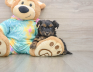 7 week old Yorkie Poo Puppy For Sale - Florida Fur Babies
