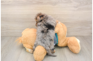 Yorkie Poo Puppy for Adoption