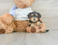 6 week old Yorkie Poo Puppy For Sale - Florida Fur Babies