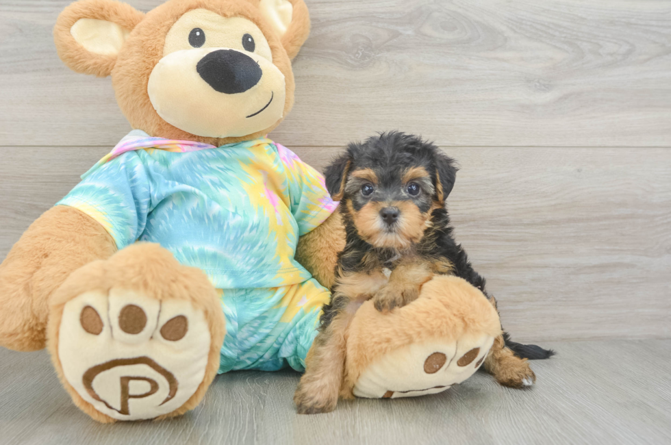 5 week old Yorkie Poo Puppy For Sale - Florida Fur Babies