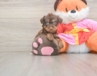 9 week old Yorkie Poo Puppy For Sale - Florida Fur Babies
