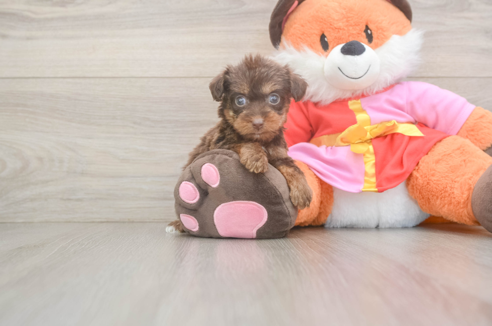 5 week old Yorkie Poo Puppy For Sale - Florida Fur Babies