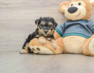 9 week old Yorkie Poo Puppy For Sale - Florida Fur Babies