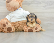 5 week old Yorkie Poo Puppy For Sale - Florida Fur Babies