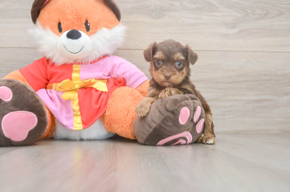 5 week old Yorkie Poo Puppy For Sale - Florida Fur Babies