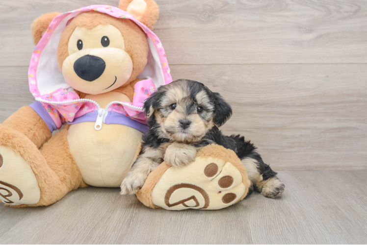 Best Yorkie Poo Baby