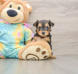8 week old Yorkie Poo Puppy For Sale - Florida Fur Babies
