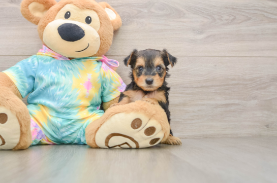 Best Yorkie Poo Baby