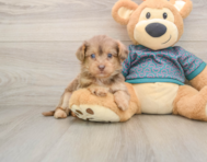 9 week old Yorkie Poo Puppy For Sale - Florida Fur Babies
