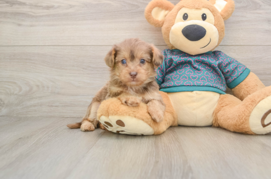 Adorable Yorkiedoodle Poodle Mix Puppy