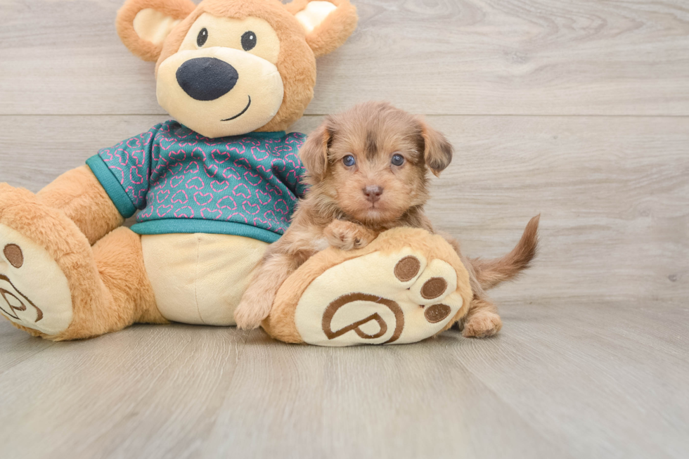 Adorable Yorkiedoodle Poodle Mix Puppy