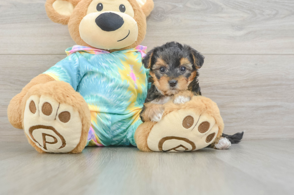 5 week old Yorkie Poo Puppy For Sale - Florida Fur Babies