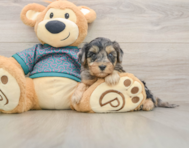 9 week old Yorkie Poo Puppy For Sale - Florida Fur Babies