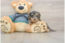 Cute Yorkie Poo Baby