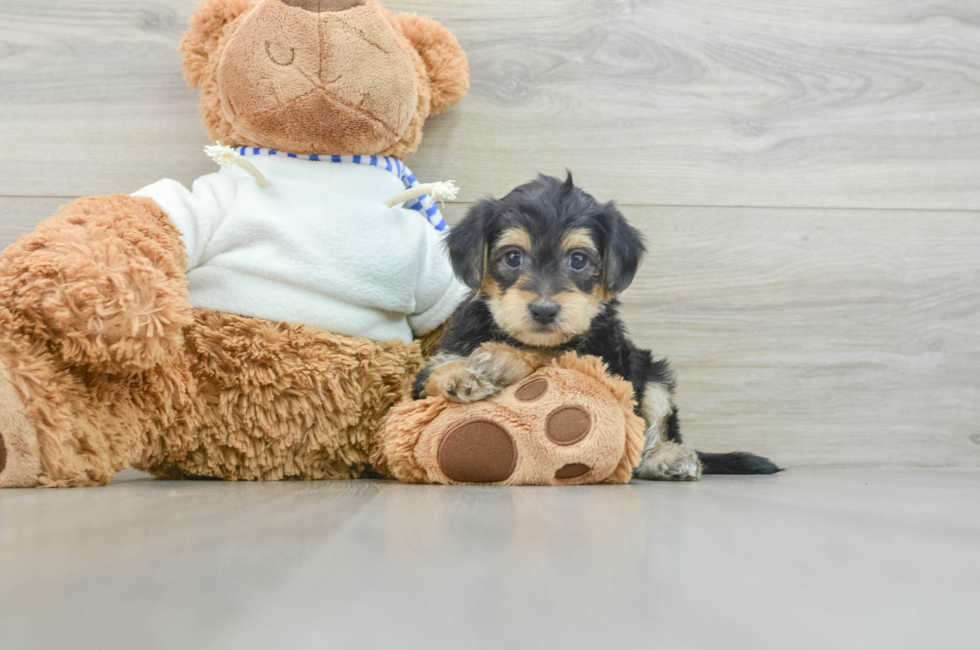 7 week old Yorkie Poo Puppy For Sale - Florida Fur Babies