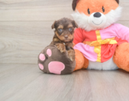 8 week old Yorkie Poo Puppy For Sale - Florida Fur Babies