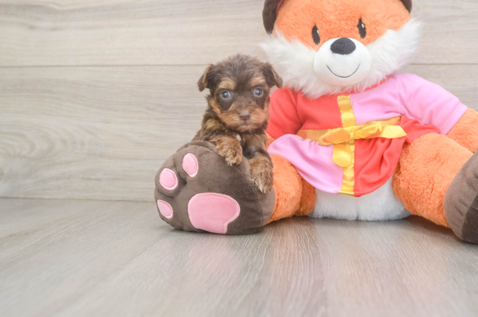 8 week old Yorkie Poo Puppy For Sale - Florida Fur Babies
