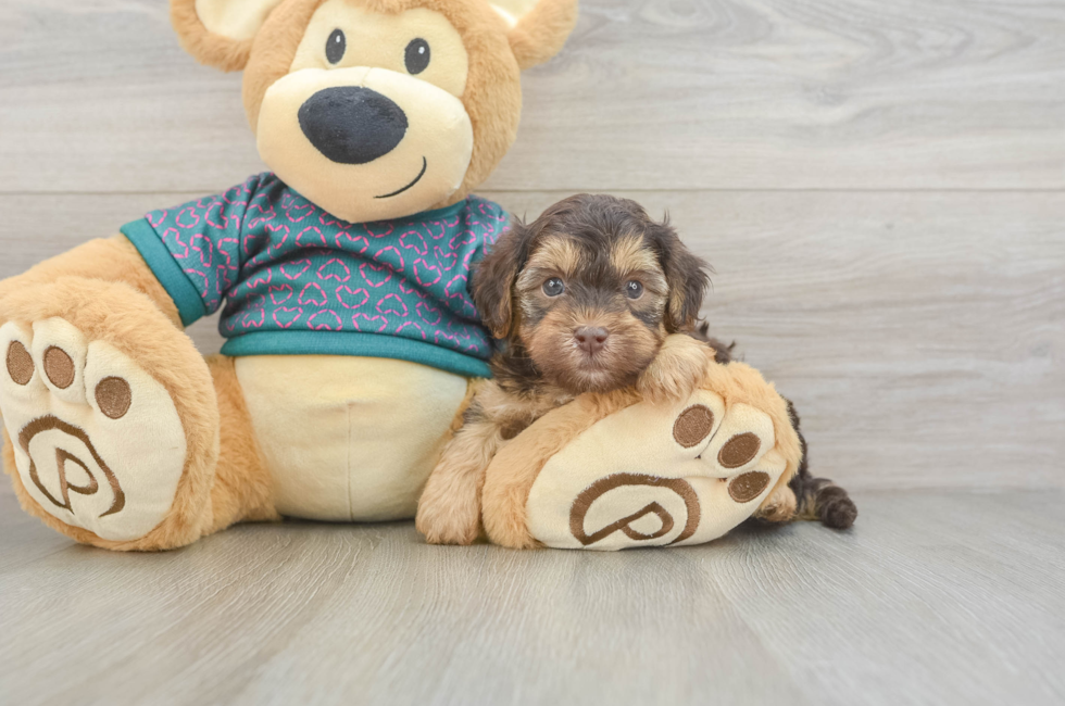5 week old Yorkie Poo Puppy For Sale - Florida Fur Babies