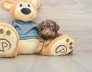 5 week old Yorkie Poo Puppy For Sale - Florida Fur Babies