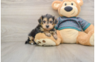 Yorkie Poo Pup Being Cute