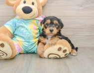7 week old Yorkie Poo Puppy For Sale - Florida Fur Babies