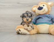 5 week old Yorkie Poo Puppy For Sale - Florida Fur Babies