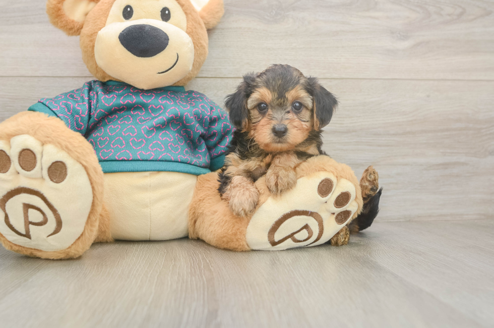 6 week old Yorkie Poo Puppy For Sale - Florida Fur Babies