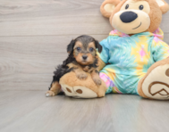 8 week old Yorkie Poo Puppy For Sale - Florida Fur Babies