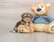 5 week old Yorkie Poo Puppy For Sale - Florida Fur Babies