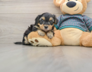 7 week old Yorkie Poo Puppy For Sale - Florida Fur Babies