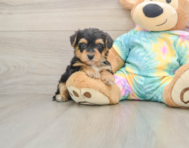 7 week old Yorkie Poo Puppy For Sale - Florida Fur Babies