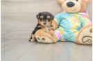 Yorkie Poo Puppy for Adoption