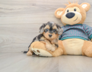 8 week old Yorkie Poo Puppy For Sale - Florida Fur Babies