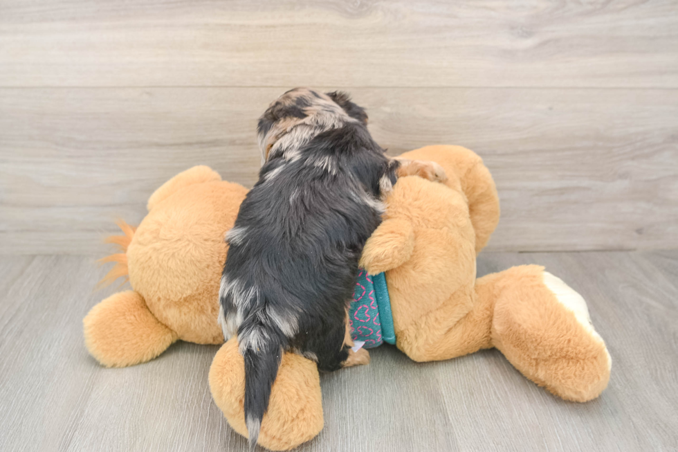 Best Yorkie Poo Baby