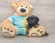 8 week old Yorkie Poo Puppy For Sale - Florida Fur Babies