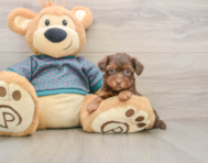 6 week old Yorkie Poo Puppy For Sale - Florida Fur Babies