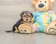 8 week old Yorkie Poo Puppy For Sale - Florida Fur Babies