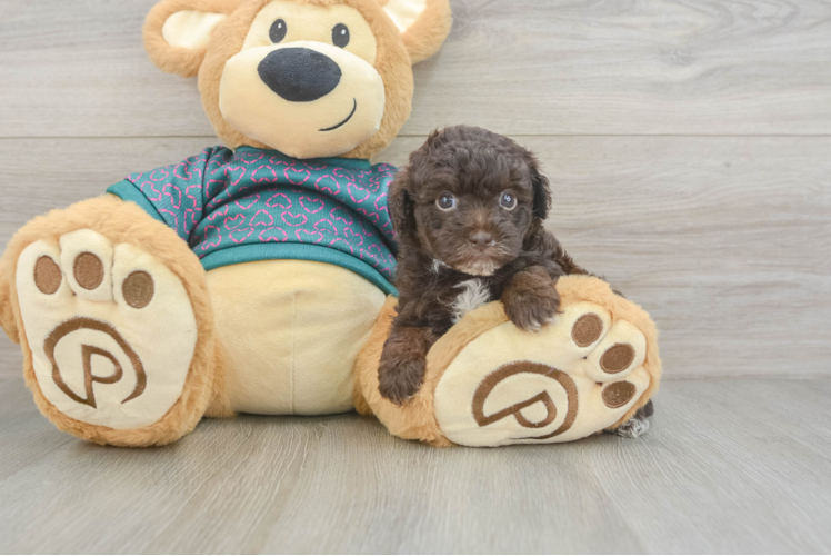 Best Yorkie Poo Baby
