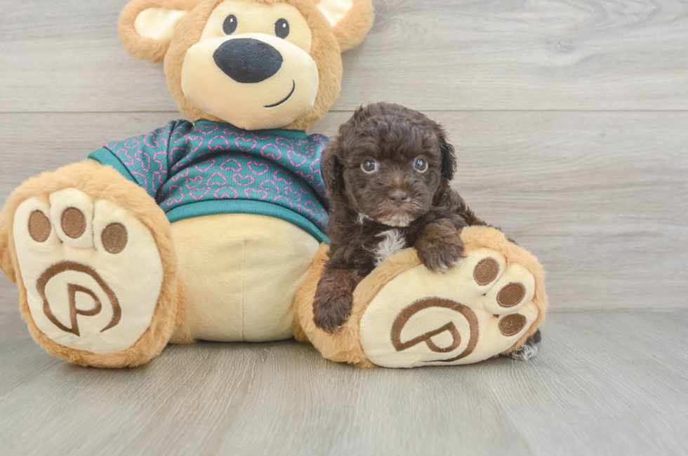 5 week old Yorkie Poo Puppy For Sale - Florida Fur Babies