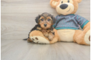 Little Yorkie Poodle Mix Poodle Mix Puppy