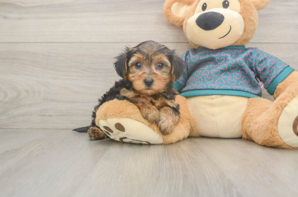 6 week old Yorkie Poo Puppy For Sale - Florida Fur Babies