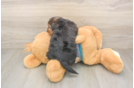 Adorable Yorkiedoodle Poodle Mix Puppy